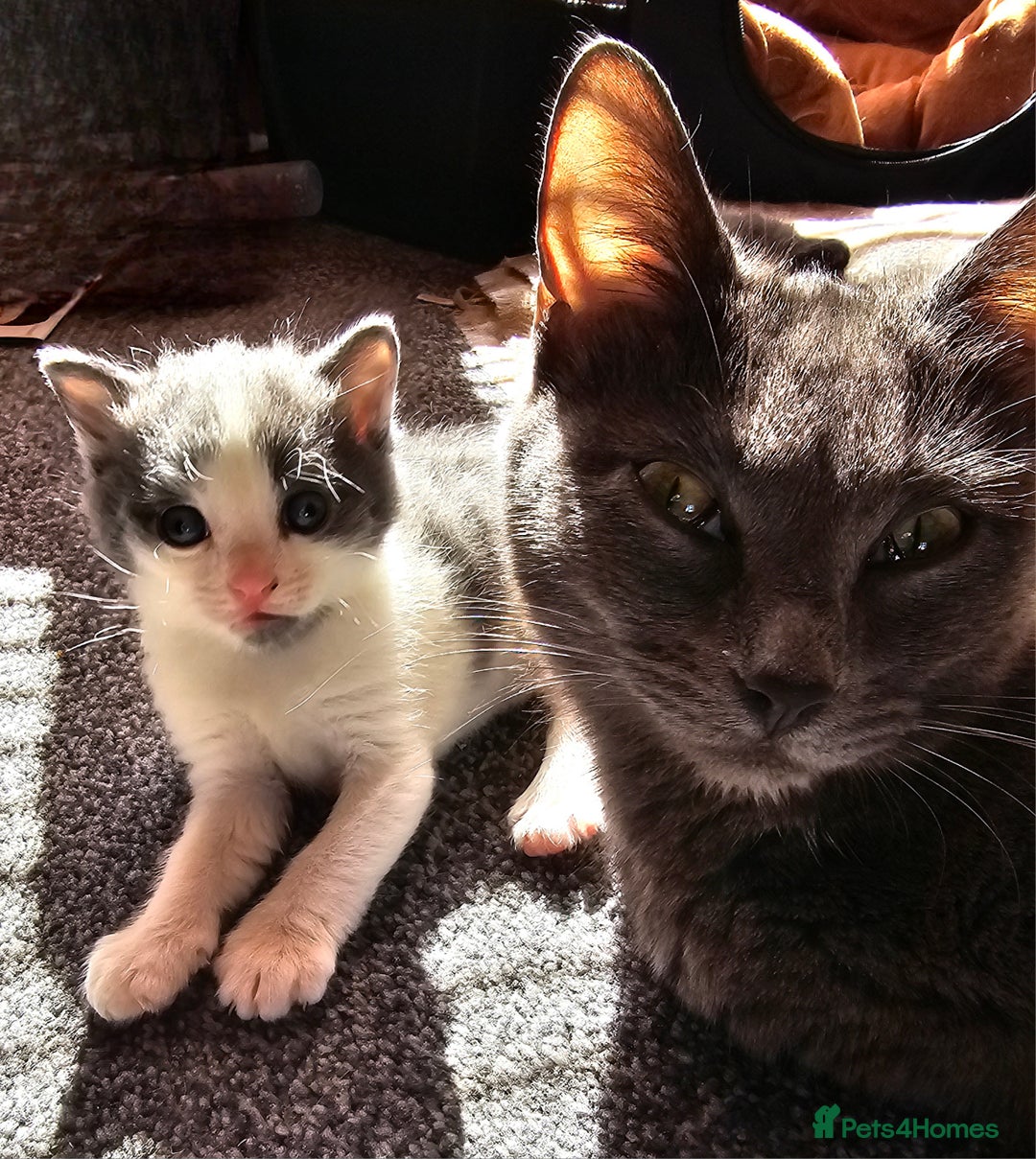 British Longhair cats for sale: Tabby mix kittens - Image 9