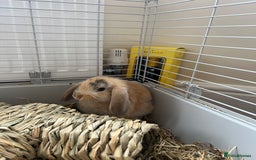 English Lop rabbits for sale: Friendly bunny for rehoming - Image 6