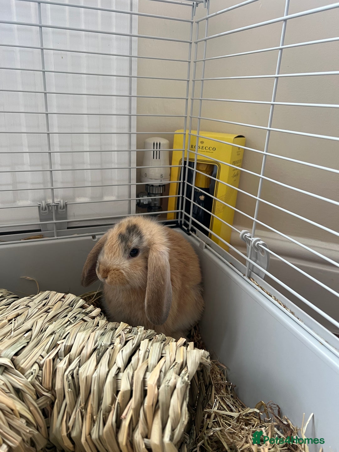 English Lop rabbits for sale: Friendly bunny for rehoming - Image 6
