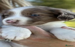 Sprollie dogs for sale: Beautiful Unique Sprollie Puppies - Image 1