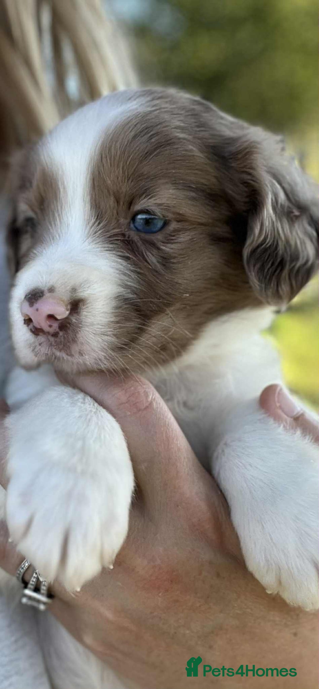 Sprollie dogs for sale: Beautiful Unique Sprollie Puppies - Image 1