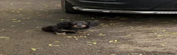 Miniature Dachshund dogs for sale: 1 Longhaired Miniature Dachshund Male - Advert 7