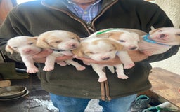 Beagle dogs for sale: Beautiful pedigree beagle pups - Image 1