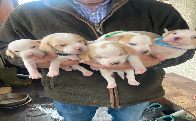 Beagle dogs - Advert 1
