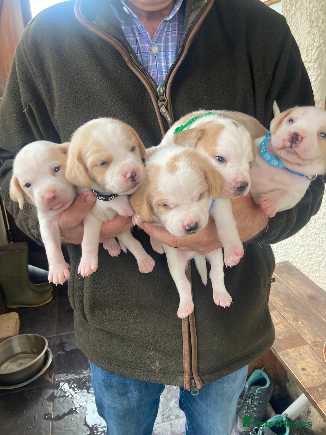 Beagle dogs for sale: Beautiful pedigree beagle pups - Image 1