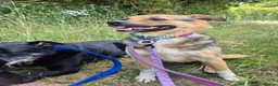 Mixed Breed dogs for adoption: Mandy - Dereham Norfolk  in Dereham - Advert 10
