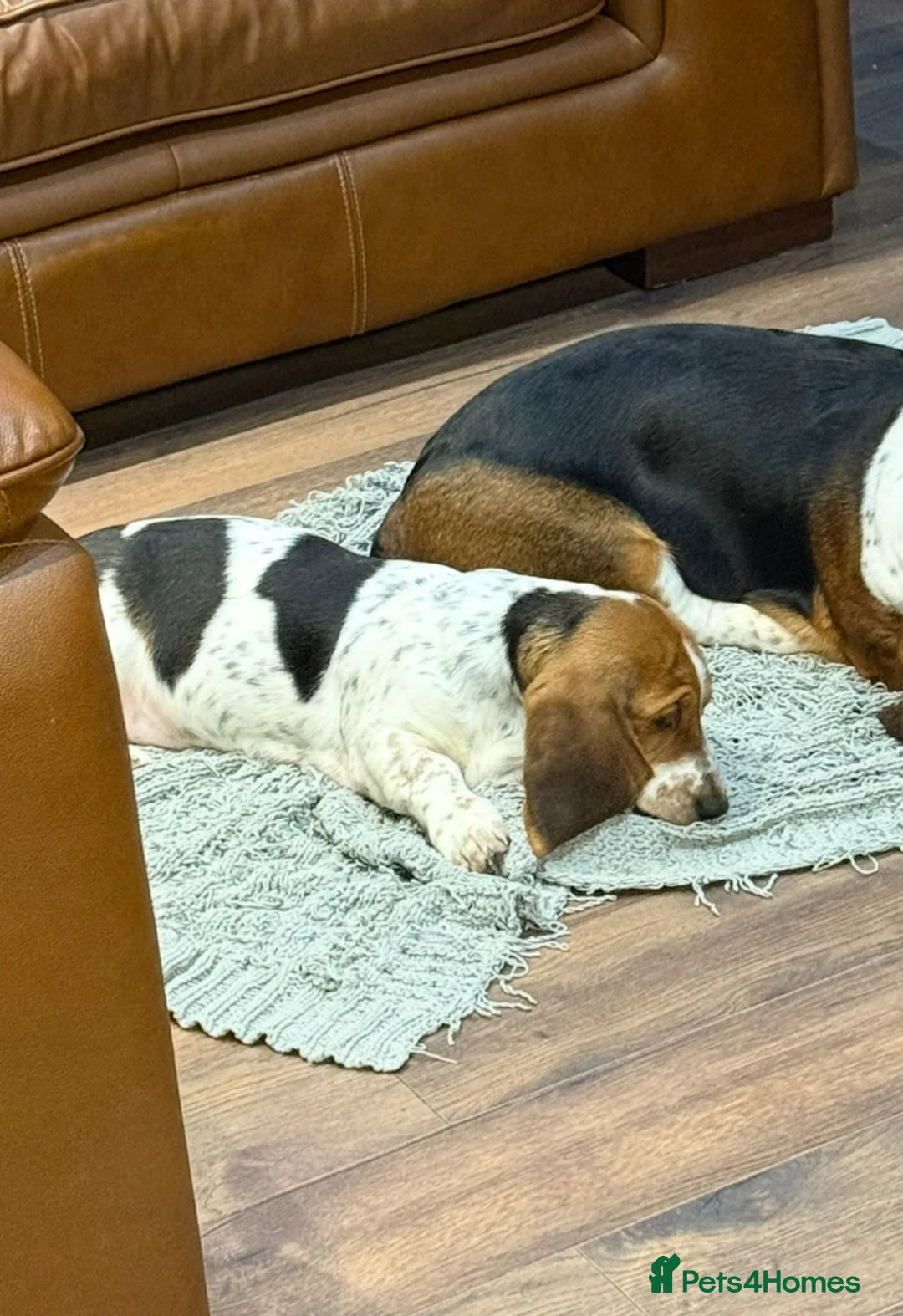 Basset Hound dogs for sale: Stunning 9 month old Bassett hound girl  - Advert 2
