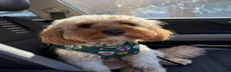 Cavapoo dogs for adoption: BEAR FOSTER TO ADOPT-Cornwall/Devon/SomersetBorder - Advert 9