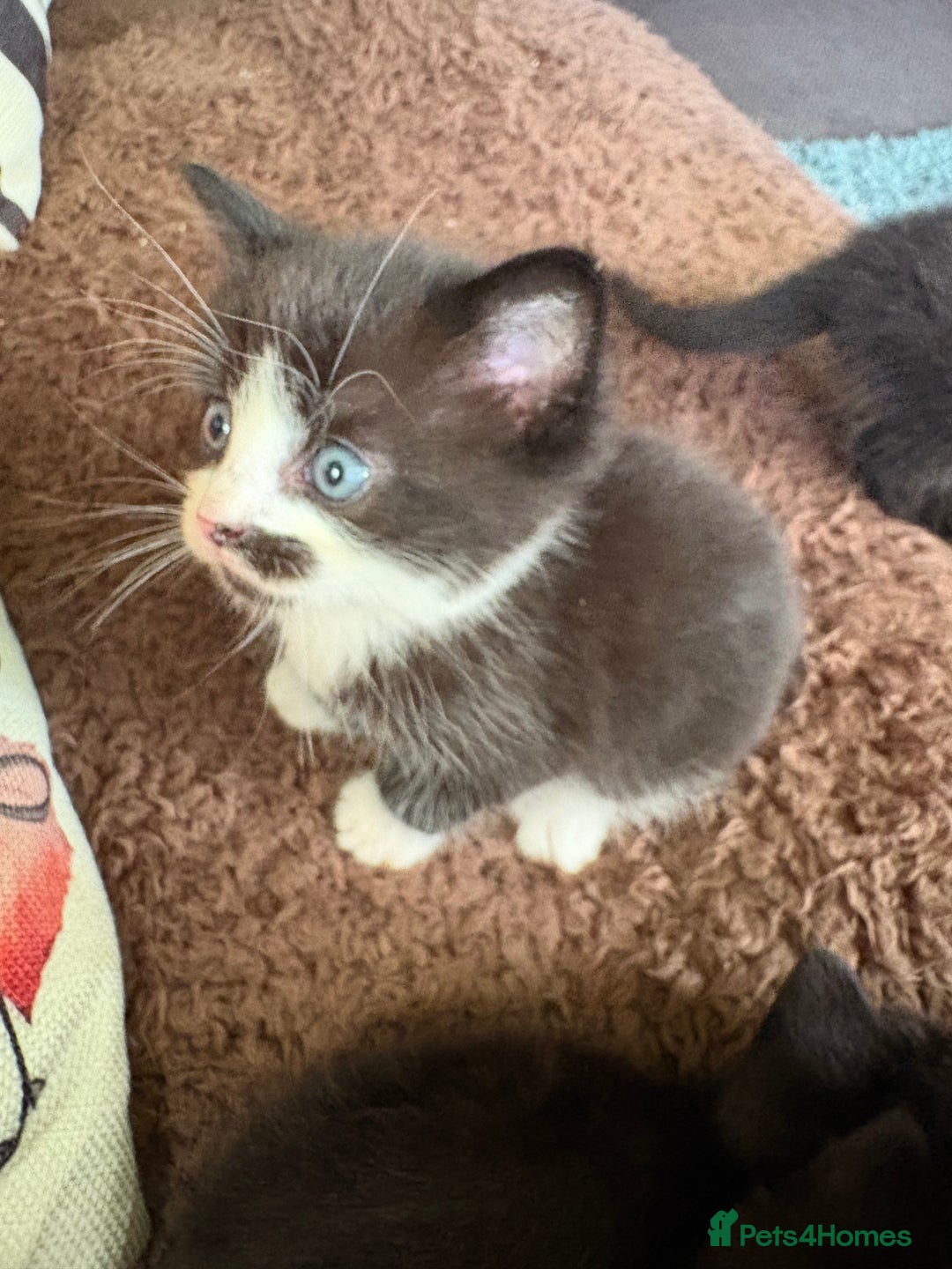 American Shorthair cats for sale: 5 black and white kittens for forever home - Image 17