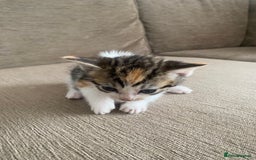 Mixed Breed cats for sale: Mixed breed 7 Kittens, 5 males and 2 female  - Image 8