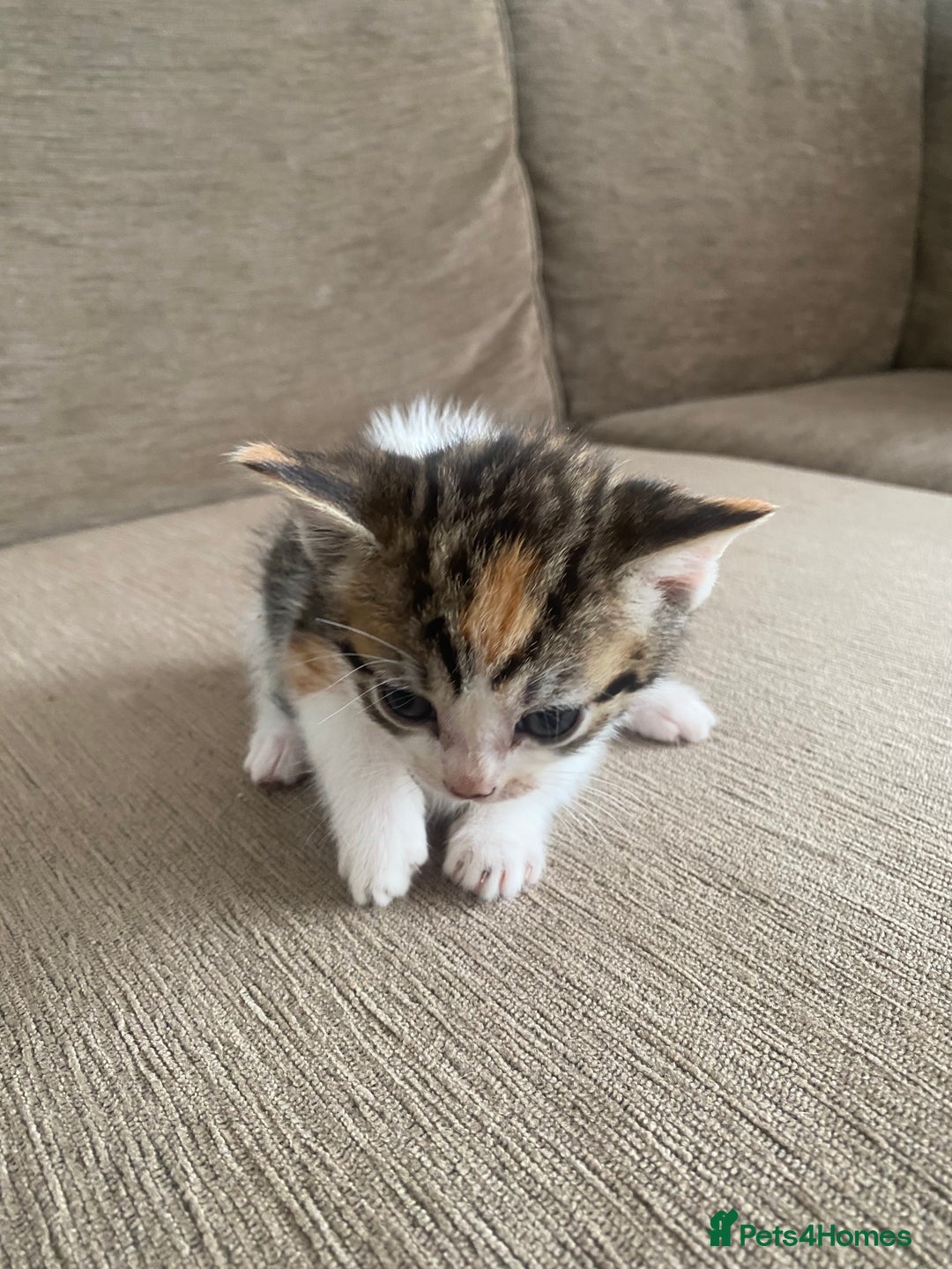 Mixed Breed cats for sale: Mixed breed 7 Kittens, 5 males and 2 female  - Image 8