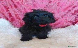 Mixed Breed dogs for sale: Poodle-Pekingese (peekapoo) pups. Fully vaccinated - Image 10