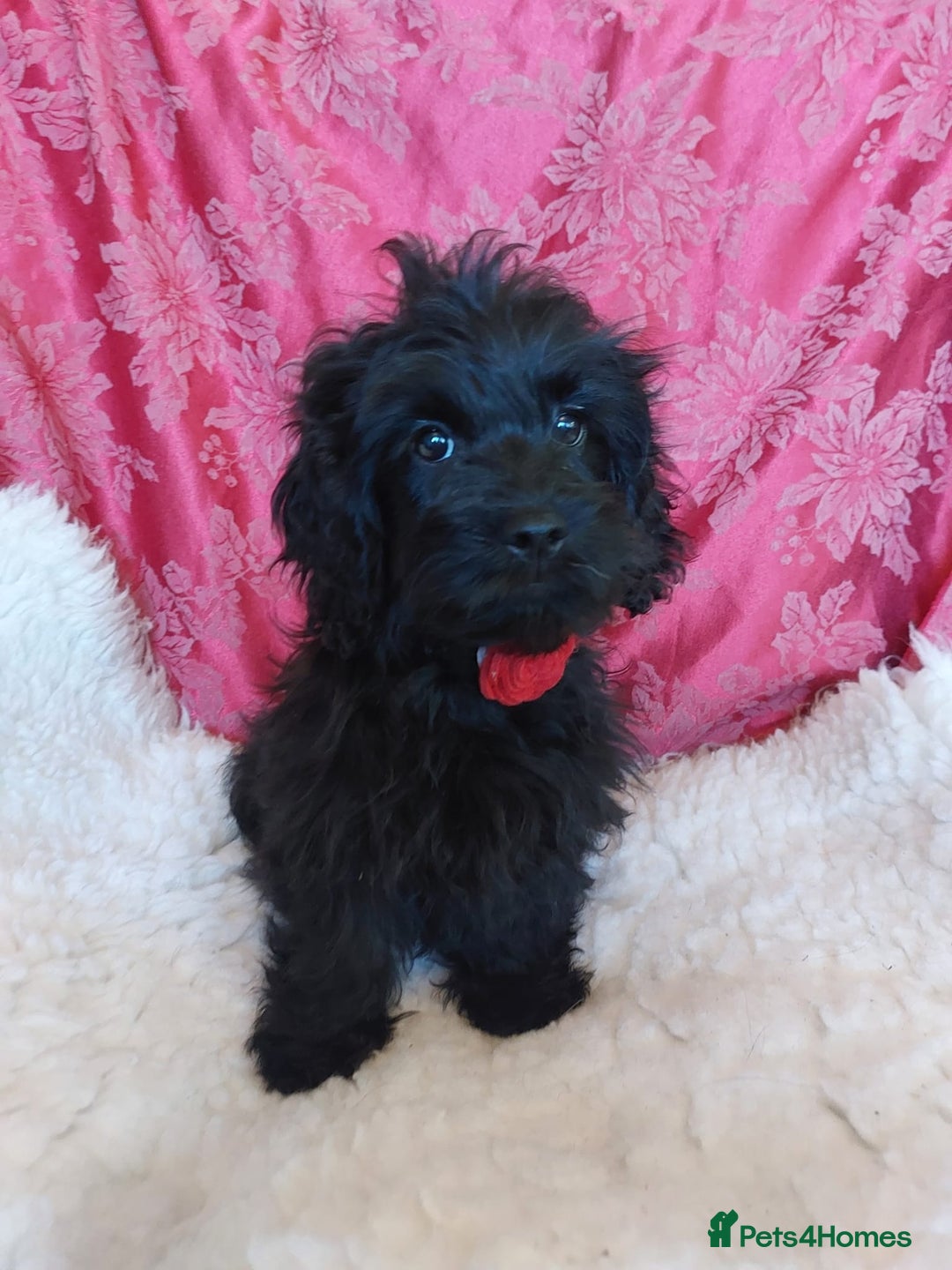 Mixed Breed dogs for sale: Poodle-Pekingese (peekapoo) pups. Fully vaccinated - Image 10