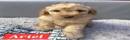 Australian Labradoodle dogs for sale: Australian Labradoodle Small Size  in Leicester - Advert 3