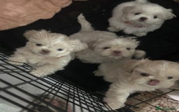Shih Tzu dogs for sale: Lavender White Imperial Shih Tzu Puppies - Image 17