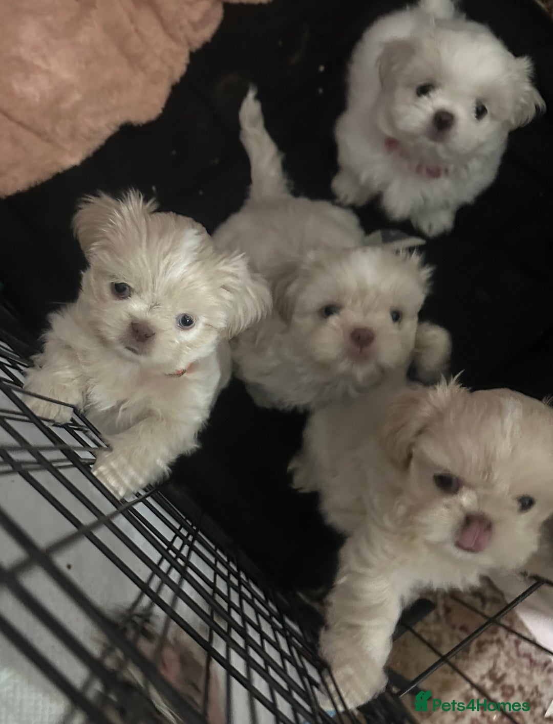 Shih Tzu dogs for sale: Lavender White Imperial Shih Tzu Puppies - Image 17