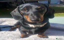 Miniature Dachshund dogs for stud: *Proven Stud*  - Image 3