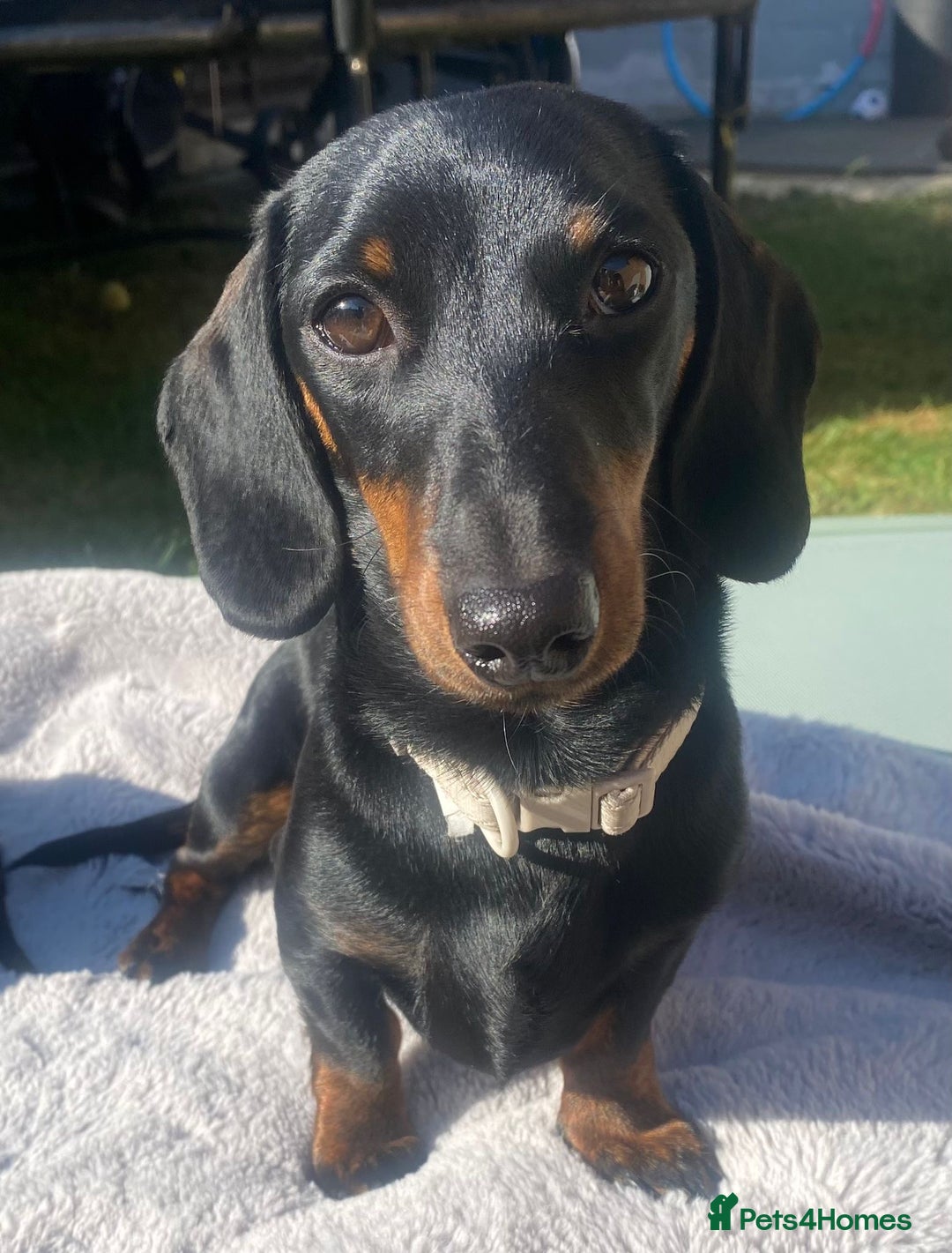 Miniature Dachshund dogs for stud: *Proven Stud*  - Image 3