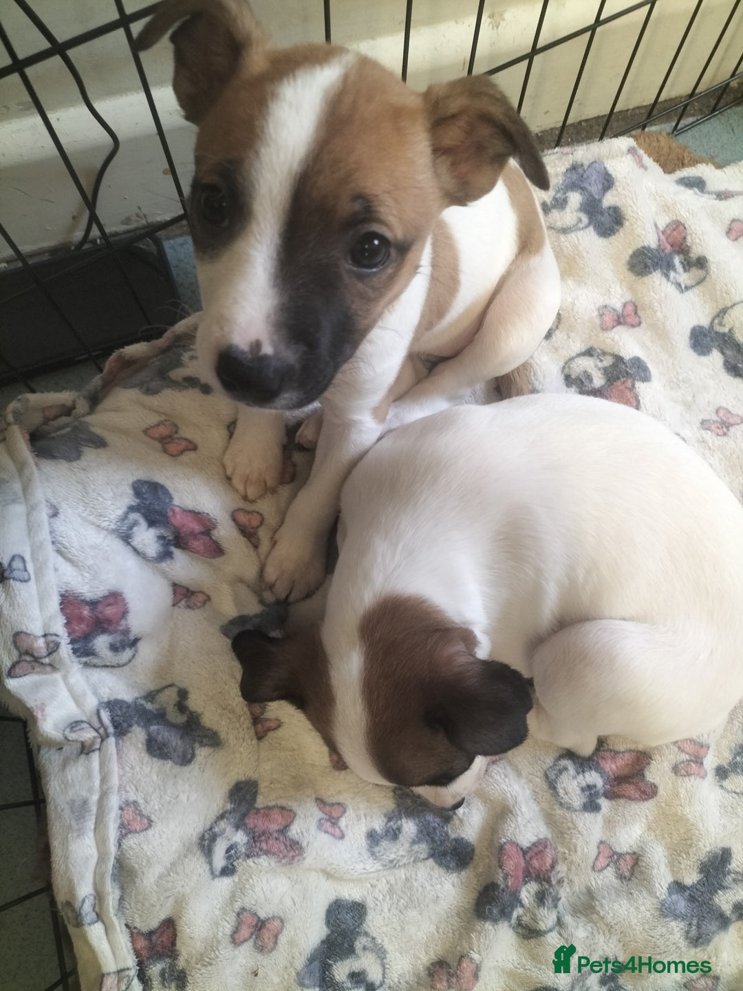 Mixed Breed dogs for sale: Cute litter of puppies  - Advert 5