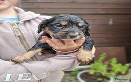 Cocker Spaniel dogs for sale: Working cocker spaniels  - Image 6