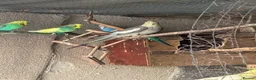 Cockatiels birds for sale: Cockateils  in Leicester - Advert 5