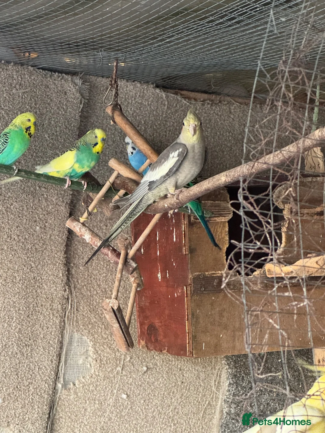 Cockatiels birds for sale: Cockateils  - Advert 2