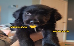 Mixed Breed dogs for sale: Portuguese water dog x Golden retriever puppies  - Image 3