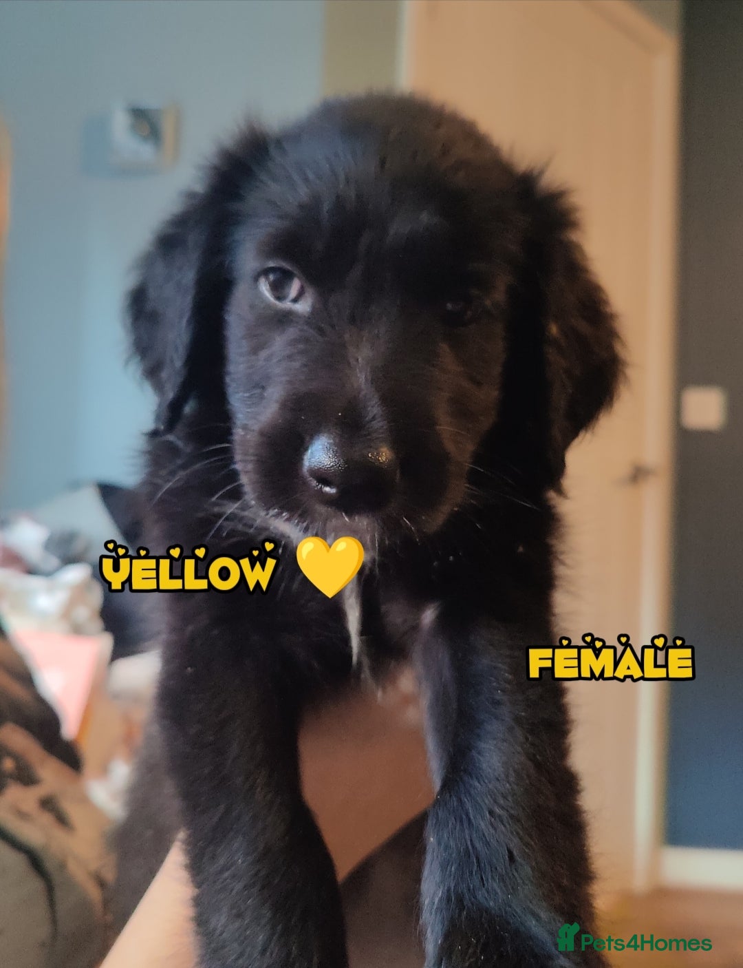 Mixed Breed dogs for sale: Portuguese water dog x Golden retriever puppies  - Image 3