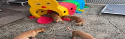 Labrador Retriever dogs for sale: Labrador puppies KC Fully health tested parents  - Advert 6