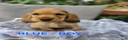 Cocker Spaniel dogs for sale: Beautiful 100% Cocker Spaniel puppies- litter of 6 - Advert 33