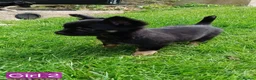 Chihuahua dogs for sale: Quality Longhair Chihuahua Puppies - Advert 25