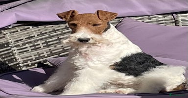 Fox Terrier dogs - Advert 5
