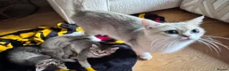 Mixed Breed cats for sale: Beautiful British Shorthair Cross Kittens - Advert 2