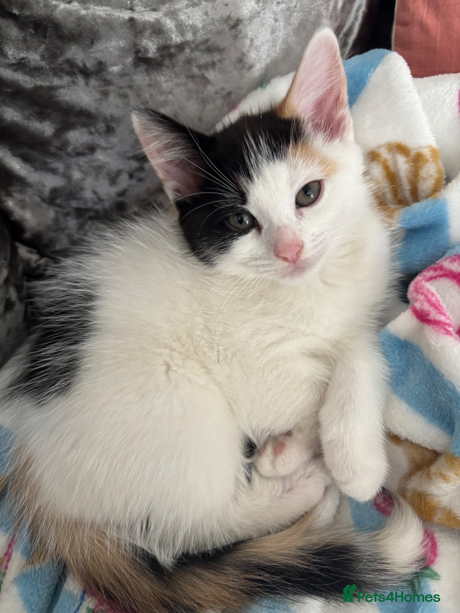 Mixed Breed cats 2 beautiful kittens ready for forever homes - Advert 1