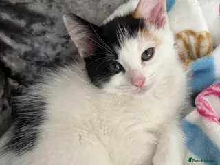 Mixed Breed cats 2 beautiful kittens ready for forever homes - Advert 1