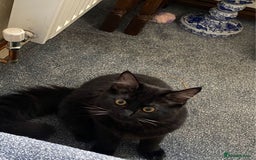 Mixed Breed cats for sale: Persian x Ragdoll mix kittens - Image 2
