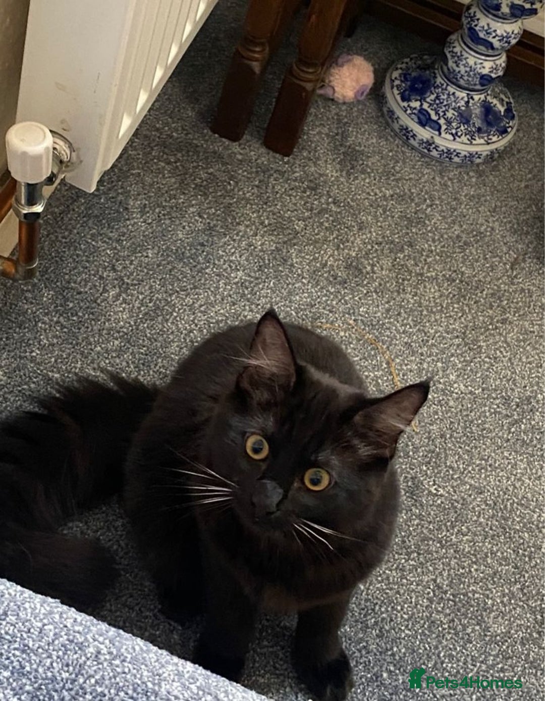 Mixed Breed cats for sale: Persian x Ragdoll mix kittens - Image 2