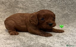 Cavapoo dogs for sale: Fully health tested Cavapoo pups🐶🎅 **   - Advert 11