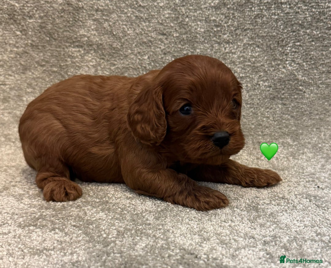 Cavapoo dogs for sale: Fully health tested Cavapoo pups🐶🎅 **   - Advert 11