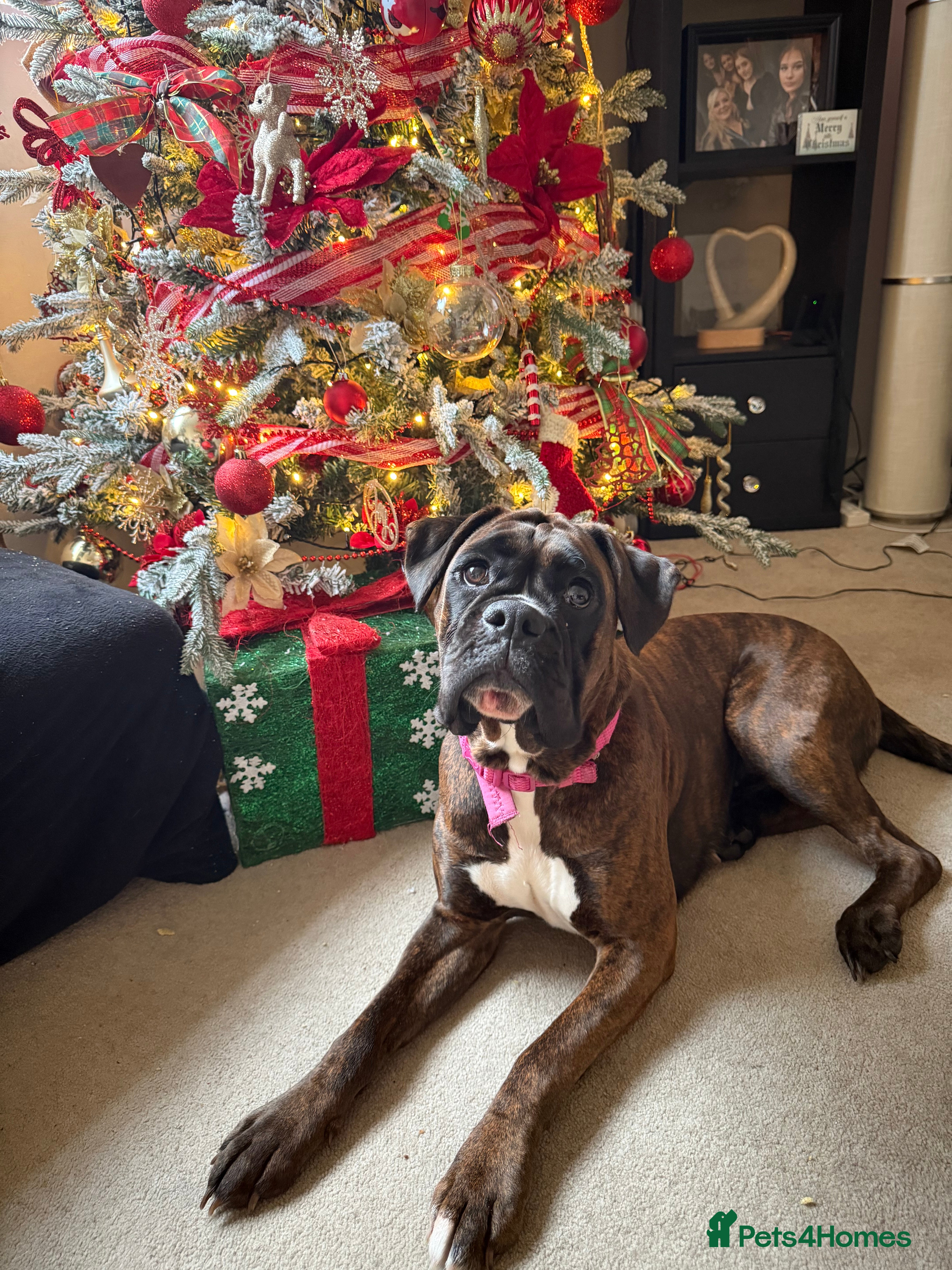 Boxer dogs Puppy for re homing  - Advert 1