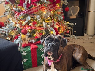 Boxer dogs Puppy for re homing - Advert 2