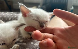 Ragamese cats for sale: Ragamese lilac kittens - Image 9