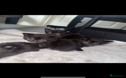Mixed Breed cats for sale: Kittens for sale ready October 14th - Image 2