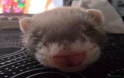 Ferret rodents for sale: Single male ferret - Image 3