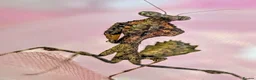 Praying Mantis invertebrates for sale: Various Mantises see list - Advert 4