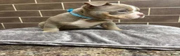 American Bully dogs for sale: POCKET BULLYS  in Orpington - Advert 21