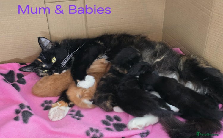 Mixed Breed cats - Advert 8