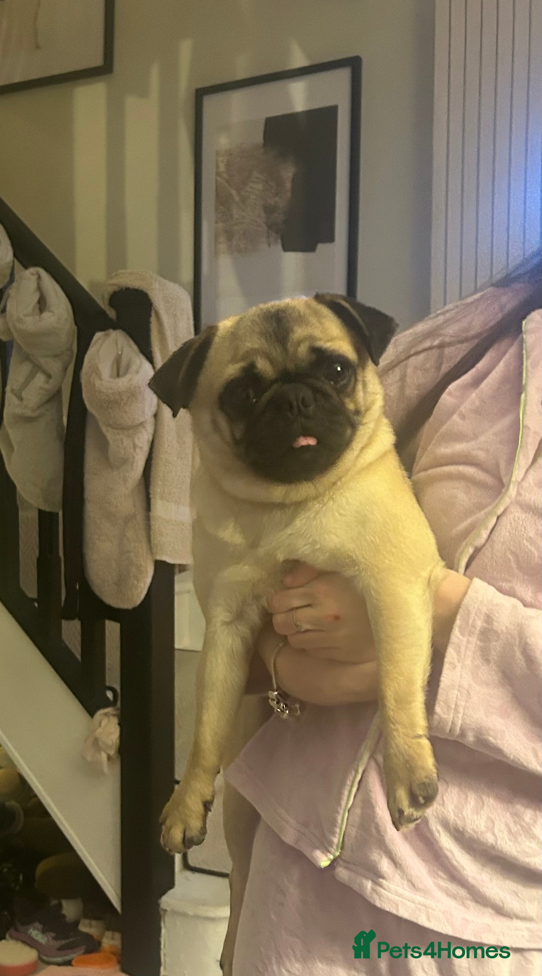 Pug dogs ** 10 MONTH PUG FEMALE ** - Advert 9