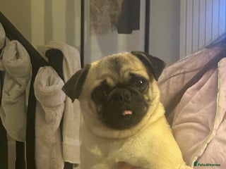Pug dogs ** 10 MONTH PUG FEMALE ** - Advert 9