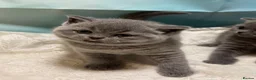 British Shorthair cats for sale: Beautiful British Shorthair kittens to reserve - Advert 21